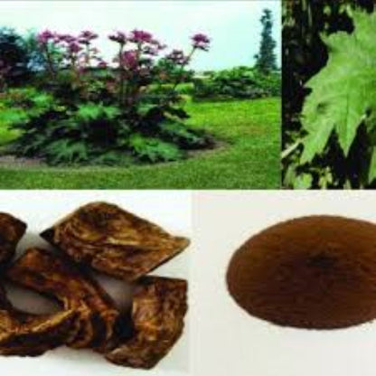 Organic Chinese Rhubarb Root (rheum palmatum)