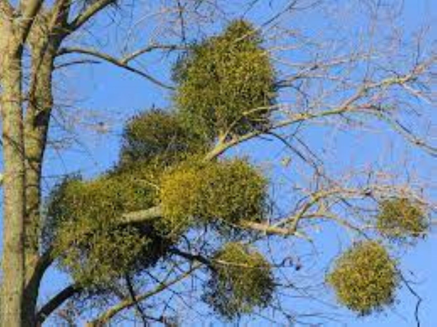 Organic Mistletoe (Viscum album)