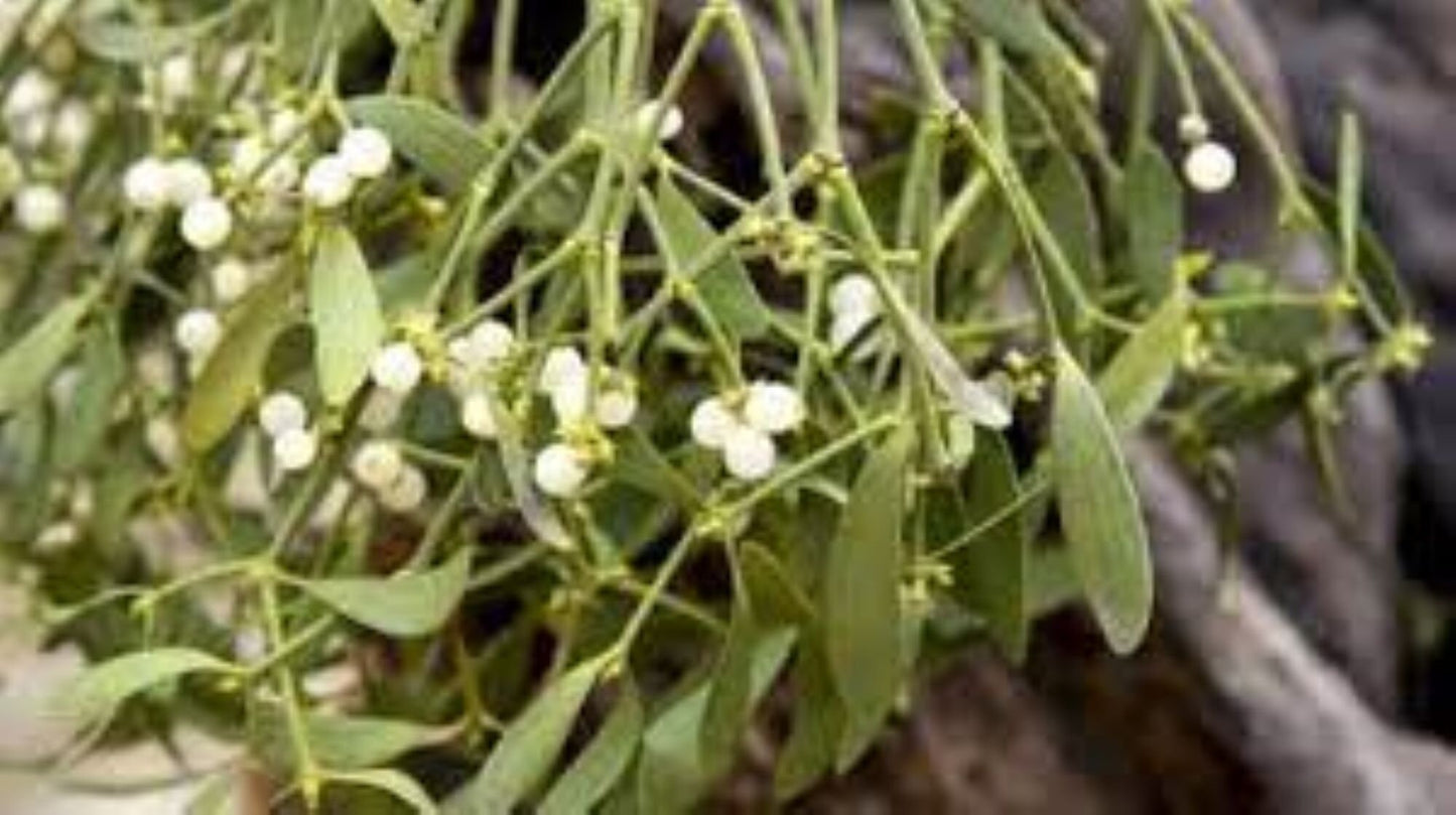 Organic Mistletoe (Viscum album)