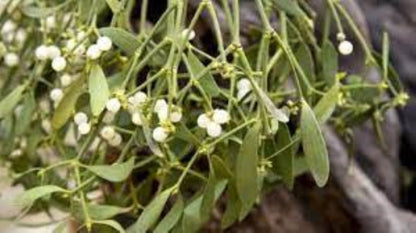 Organic Mistletoe (Viscum album)