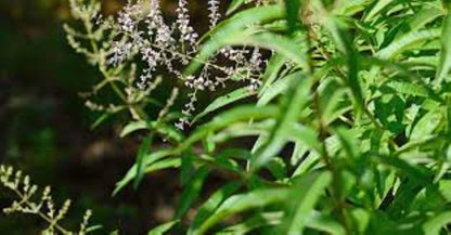 Organic Lemon Verbena (Aloysia triphylla)