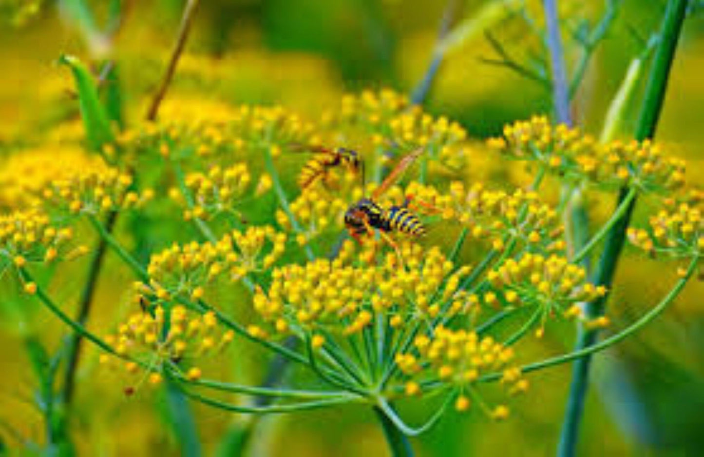 Organic Fennel Seeds (Foeniculum vulgare)