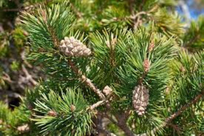 Organic Pine Needles (pinus sylvestris)