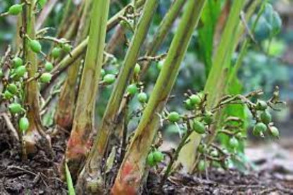 Organic Cardamon Pods Green (elettaria cardamomum)