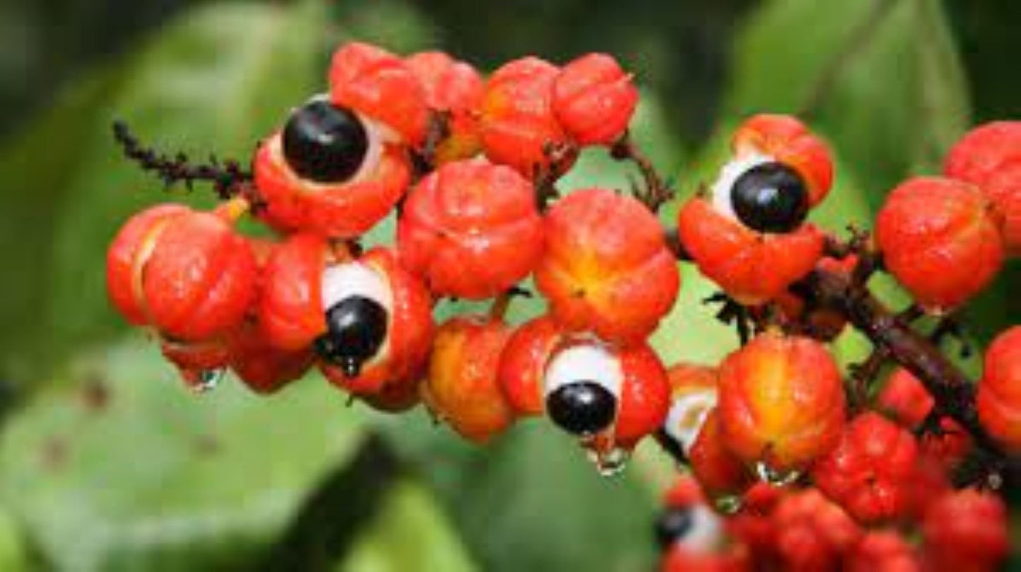 Organic Guarana Seed (paullinia cupana var. sorbilis)