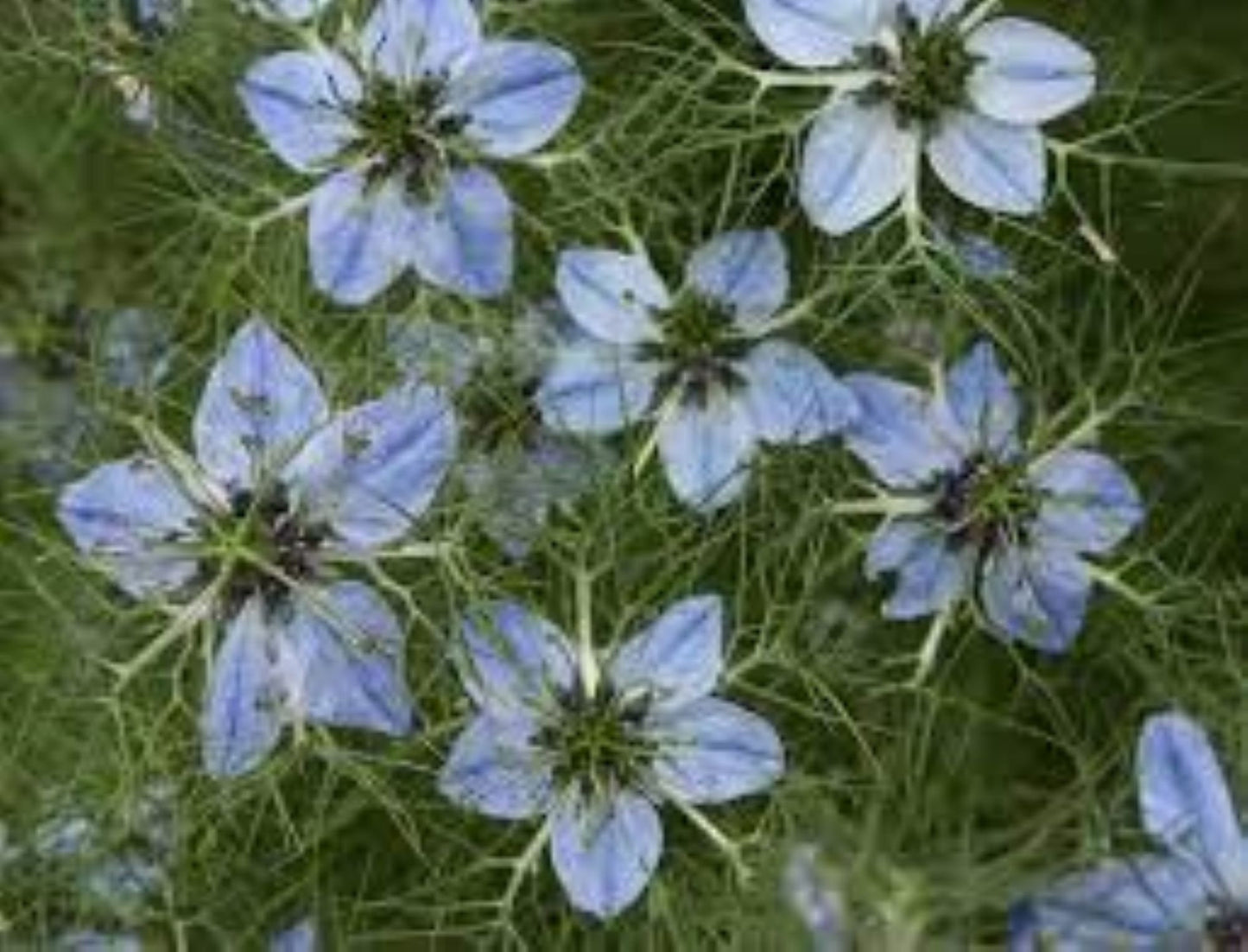 Organic Black Cumin (nigella sativa)