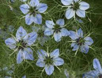 Organic Black Cumin (nigella sativa)