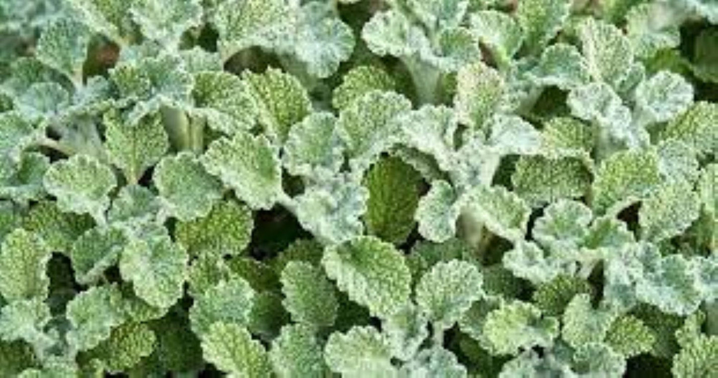 Organic White Horehound (marrubium vulgare)