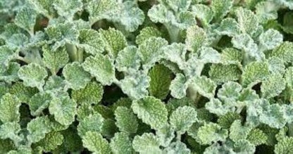 Organic White Horehound (marrubium vulgare)