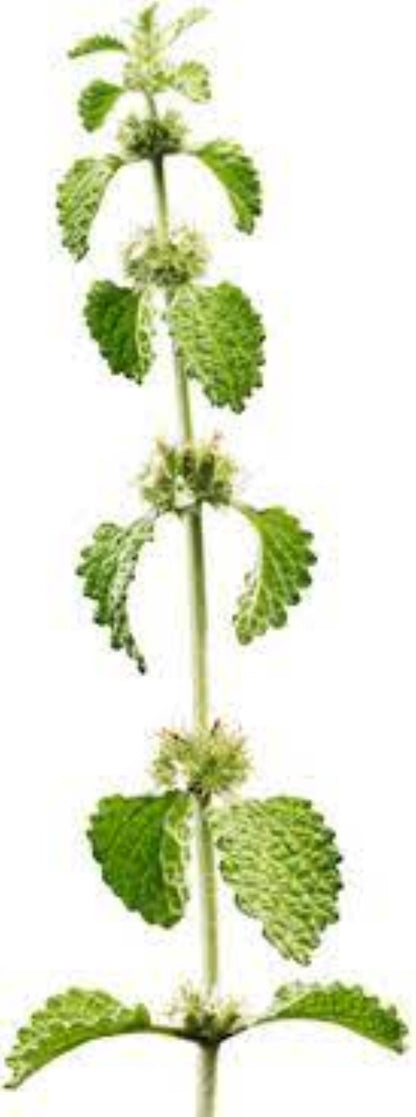 Organic White Horehound (marrubium vulgare)