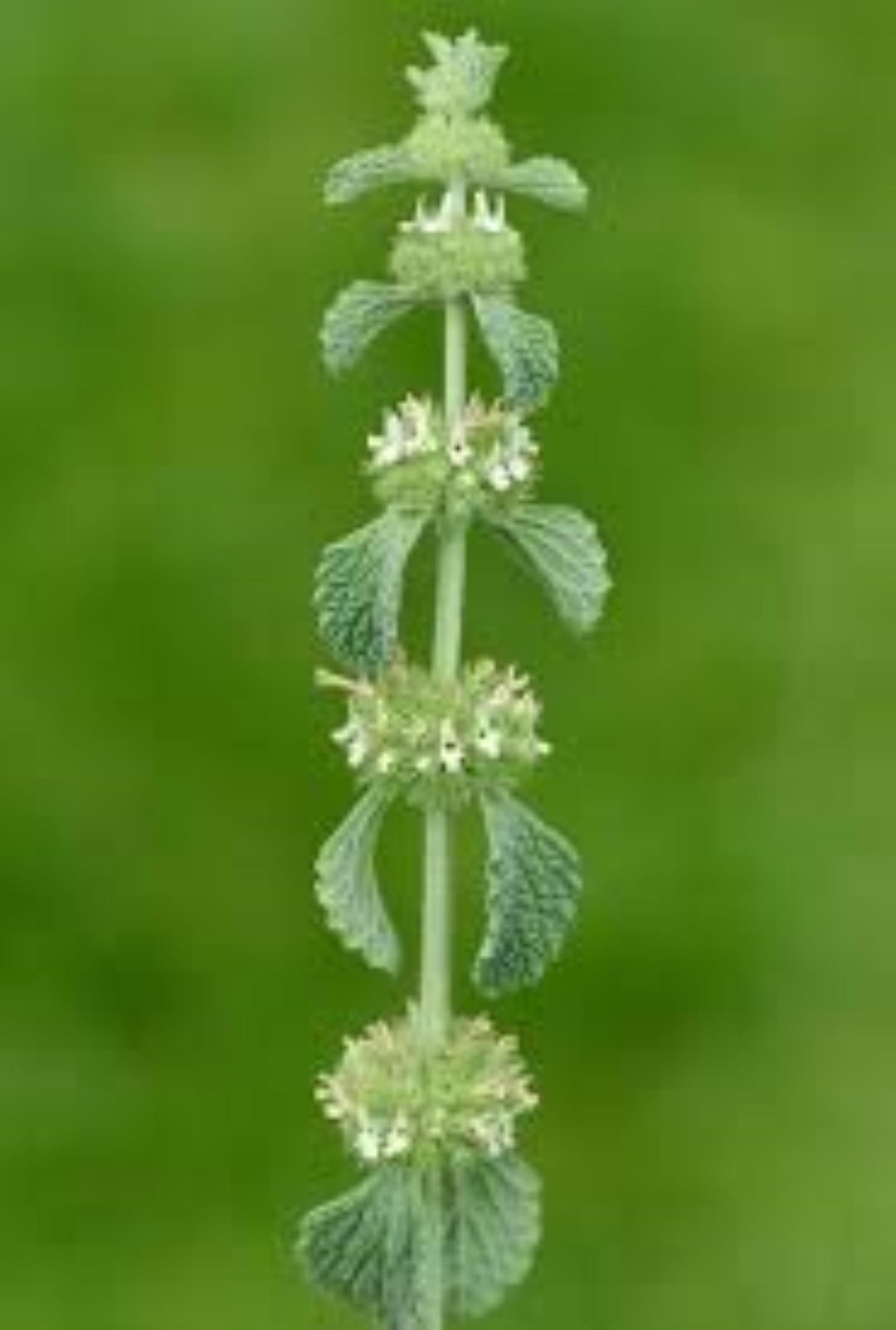 Organic White Horehound (marrubium vulgare)