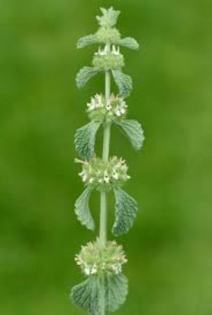 Organic White Horehound (marrubium vulgare)