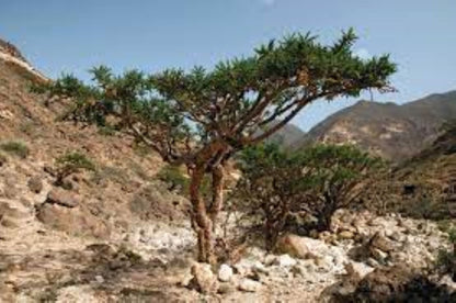 Organic Frankincense (boswellia thurifera)