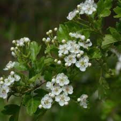 Organic Hawthorn Flowering Tops (crataegus monogyna)