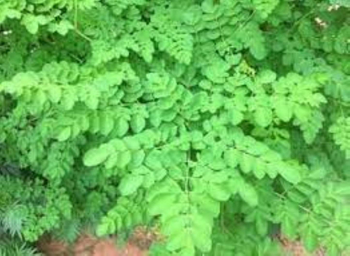 Organic Moringa (moringa oleifera)