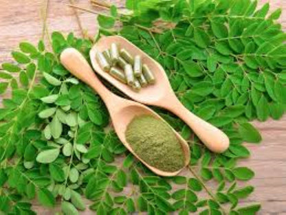 Organic Moringa (moringa oleifera)