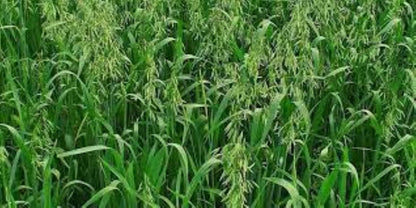 Organic Oats Flowering Tops (avena sativa)