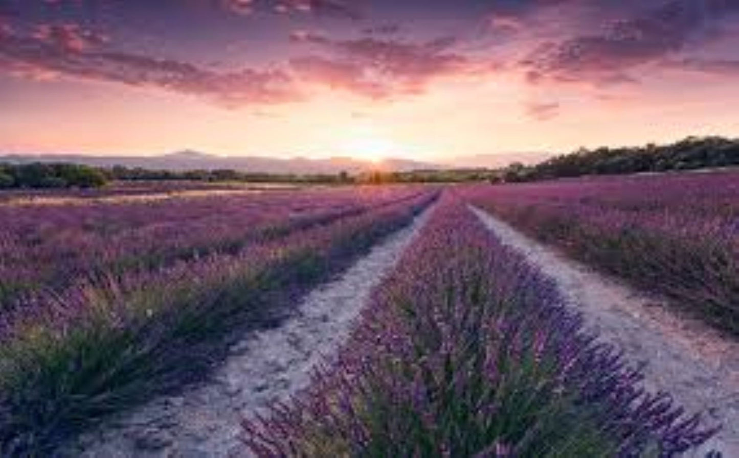 Organic Lavender Flowers (Lavandula angustifolia)