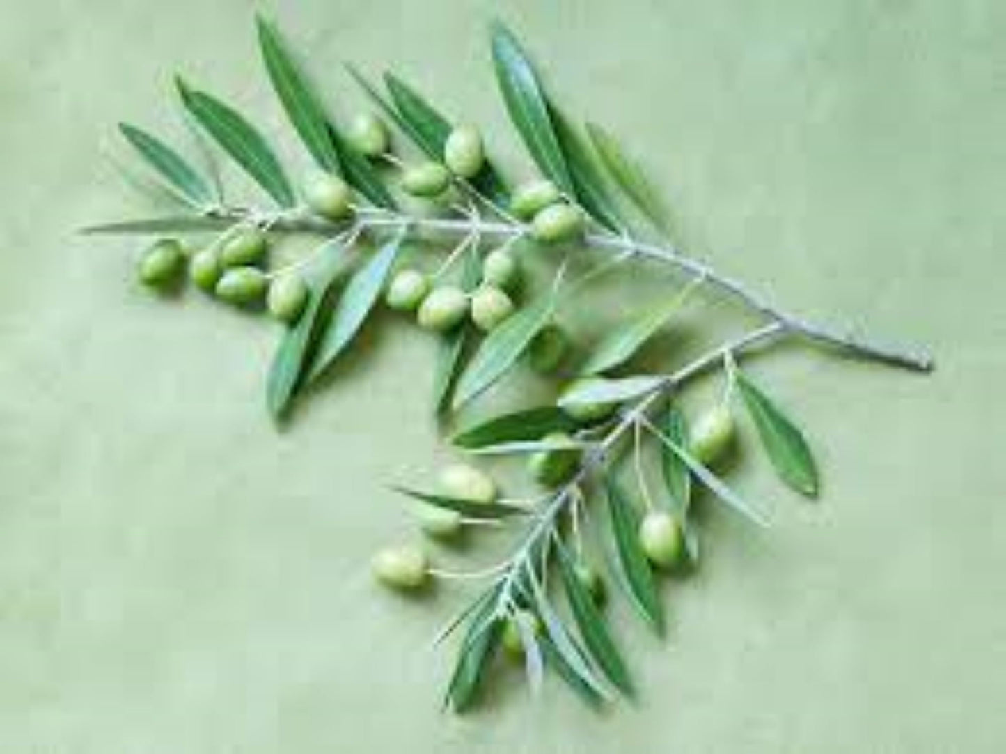 Organic Olive Leaf (olea europatea)