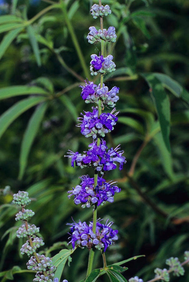 Organic Agnus Castus (vitex agnus-castus)