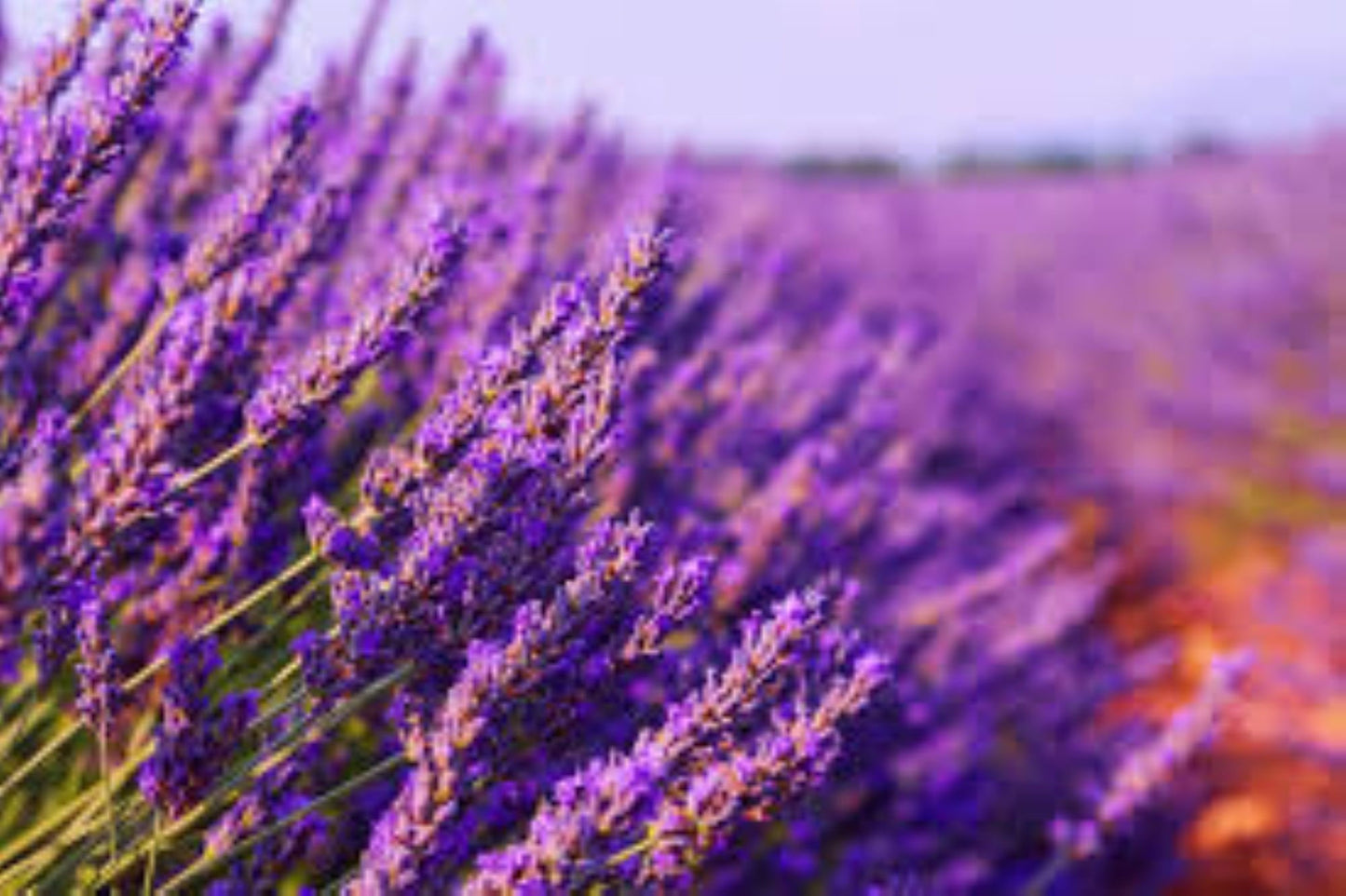 Organic Lavender Flowers (Lavandula angustifolia)