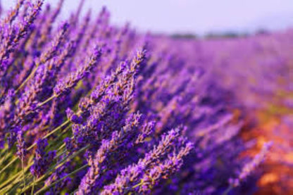 Organic Lavender Flowers (Lavandula angustifolia)