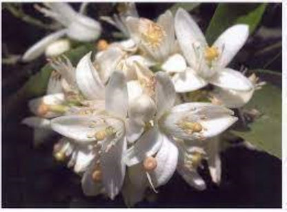 Organic orange Blossom Petal ( citrus aurantium)