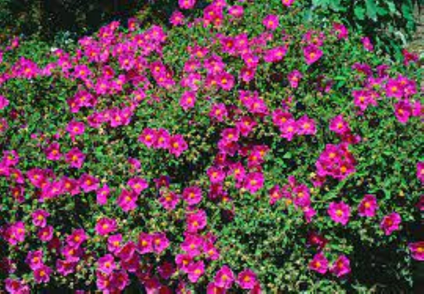 Organic Rock Rose Plant (cistus incanus)