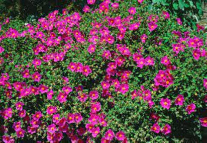 Organic Rock Rose Plant (cistus incanus)