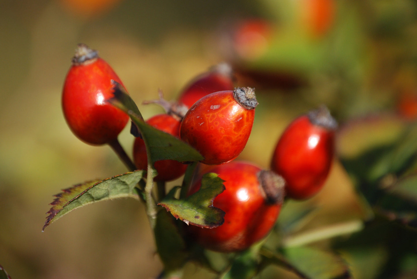 Organic Rosehip (rosa canina)