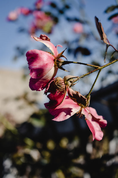 Organic Rosehip (rosa canina)