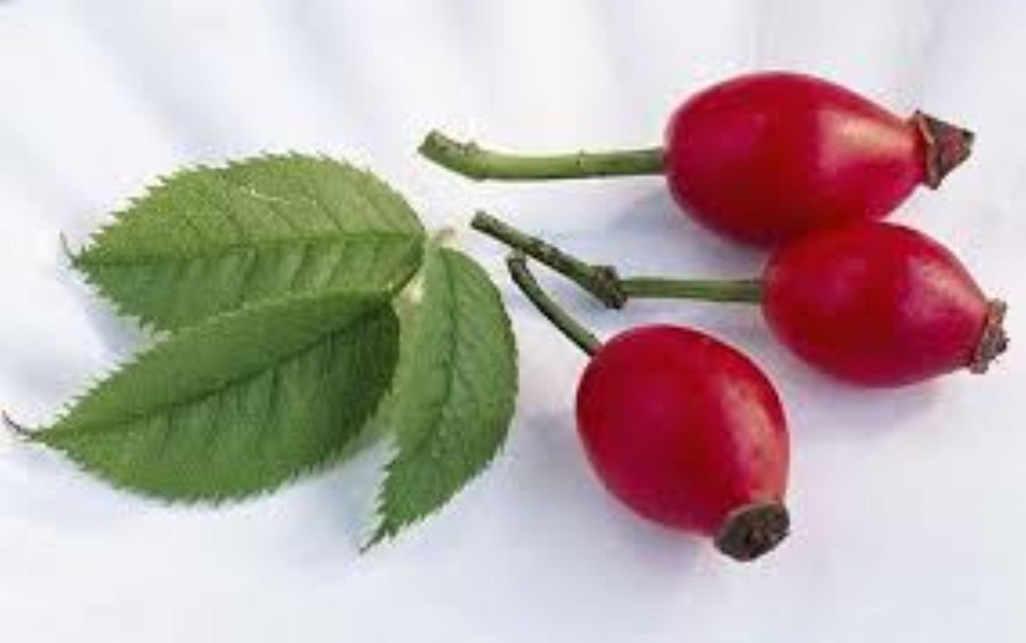 Organic Rosehip (rosa canina)