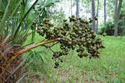 Organic Saw Palmetto (serenoa repens)