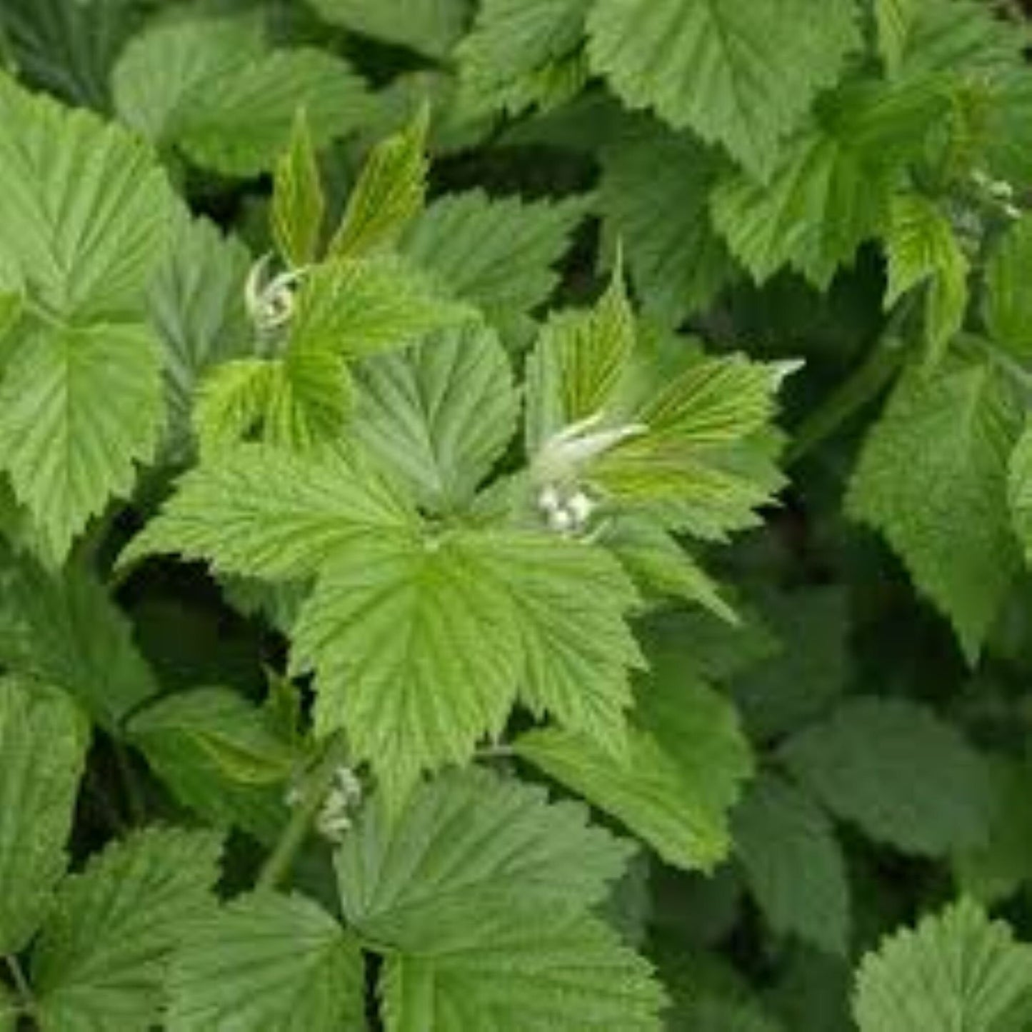 Organic Raspberry Leaf (rubus idaeus)