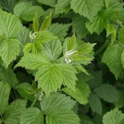 Organic Raspberry Leaf (rubus idaeus)