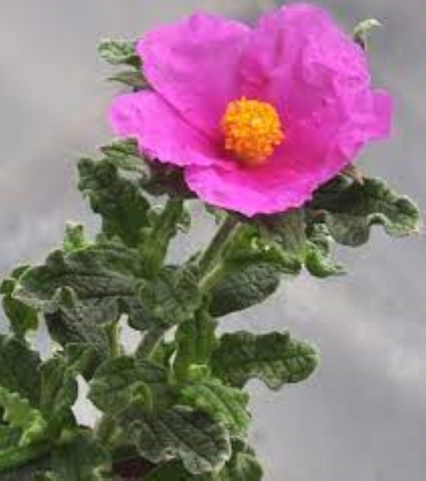 Organic Rock Rose Plant (cistus incanus)