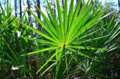 Organic Saw Palmetto (serenoa repens)