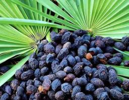 Organic Saw Palmetto (serenoa repens)